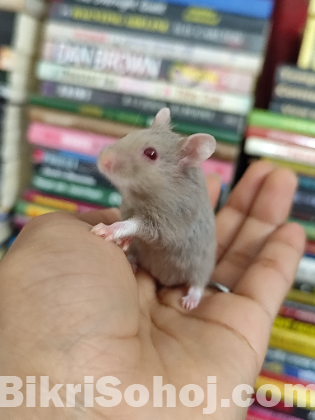 Male Campbell Dwarf Hamster